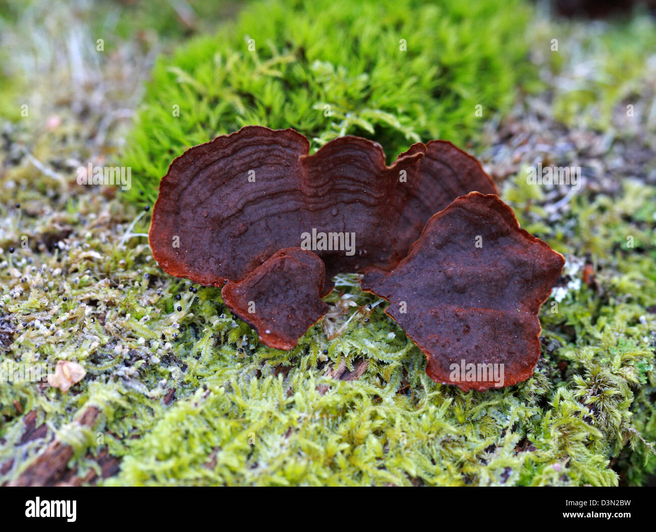 Eiche Vorhang Kruste, Hymenochaete Rubiginosa, Hymenochaetaceae. Halterung Pilze wachsen auf einer alten Toten Eiche. Unterseite. Stockfoto