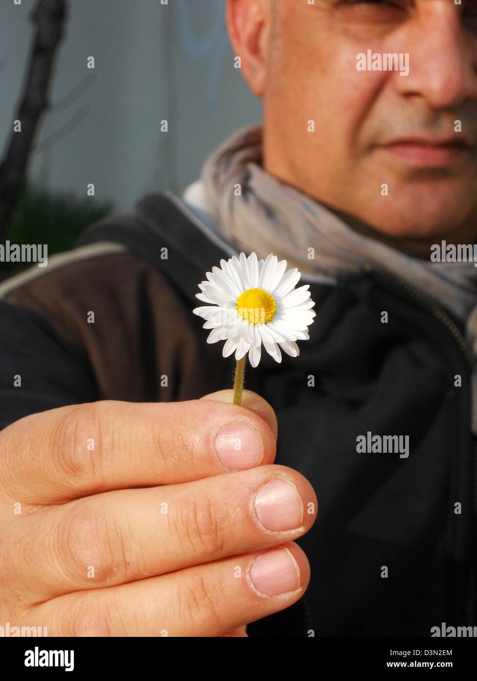 Reifer Mann geben eine weiße Gänseblümchen, Fokus auf Blume Stockfoto