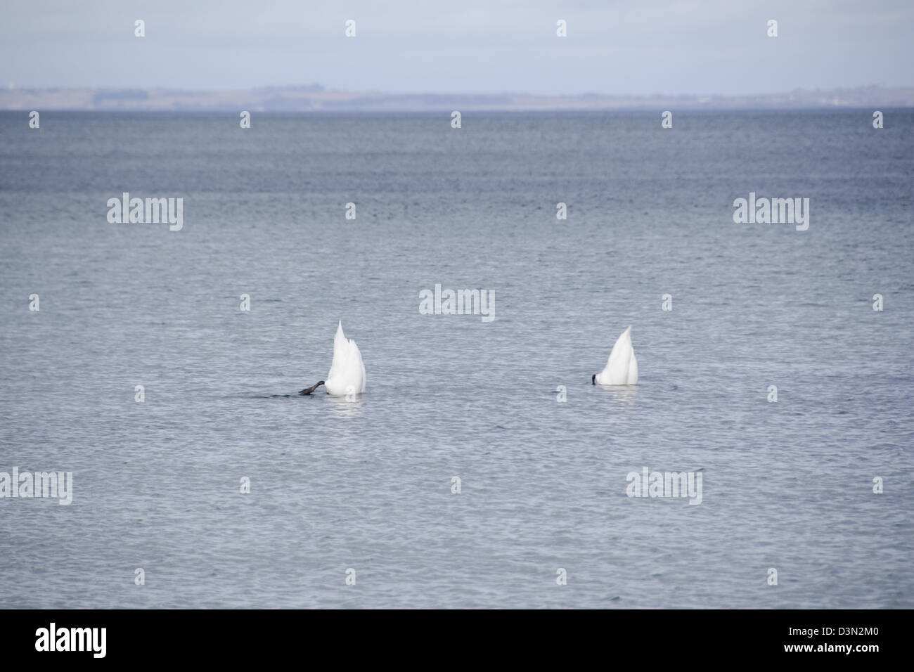 Höckerschwäne, Cygnus olor, mit Kopf unter Wasser an der Ostsee. Stockfoto