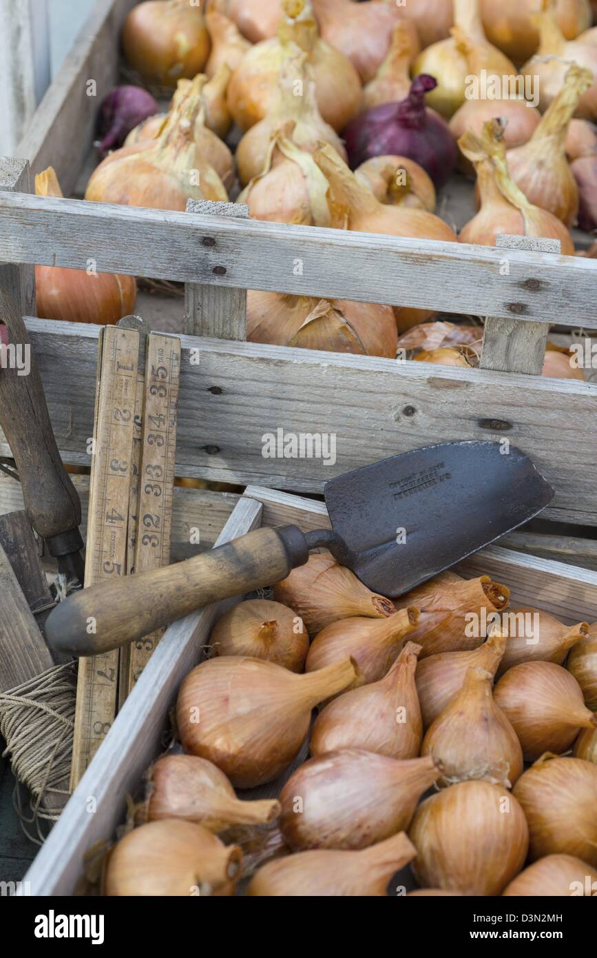 Gespeichert Wachsdrüsen Maincrop Zwiebeln zum Essen, mit Tablett von Saatgut Schalotten für Pflanzung im Vordergrund. Stockfoto