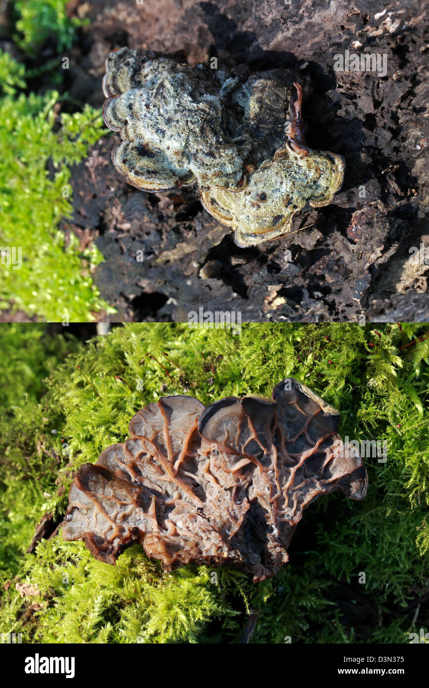 Kutteln Pilz Auricularia Mesenterica, Auriculariaceae. Composite-Bild (zwei Bilder) oben: Oberseite, unten: Unterseite. Stockfoto