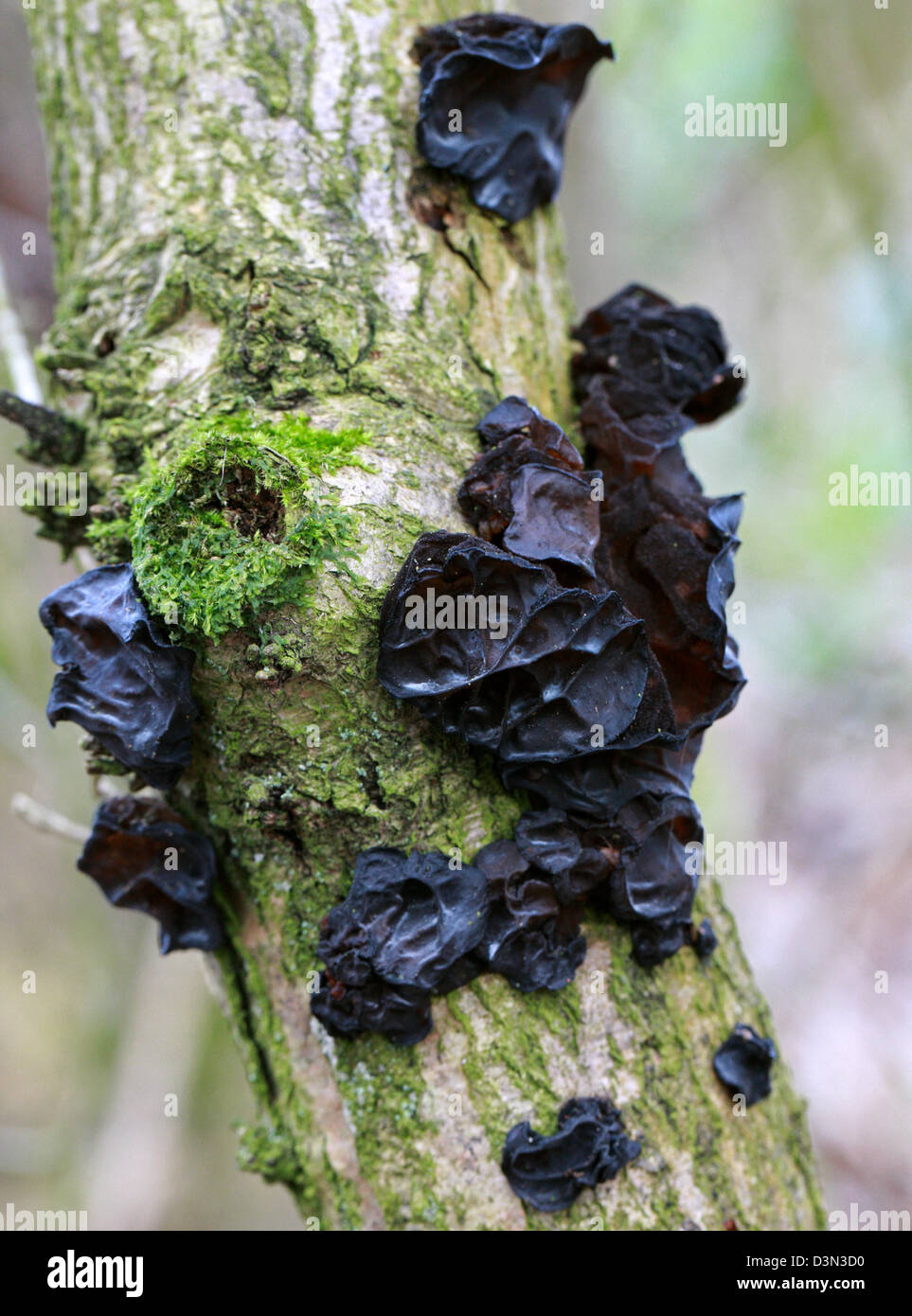 Witches' Butter, Exidia Glandulosa, Auriculariaceae.  Eine gemeinsame schwarze Pilze wachsen auf einem Toten älteren Zweig. Stockfoto