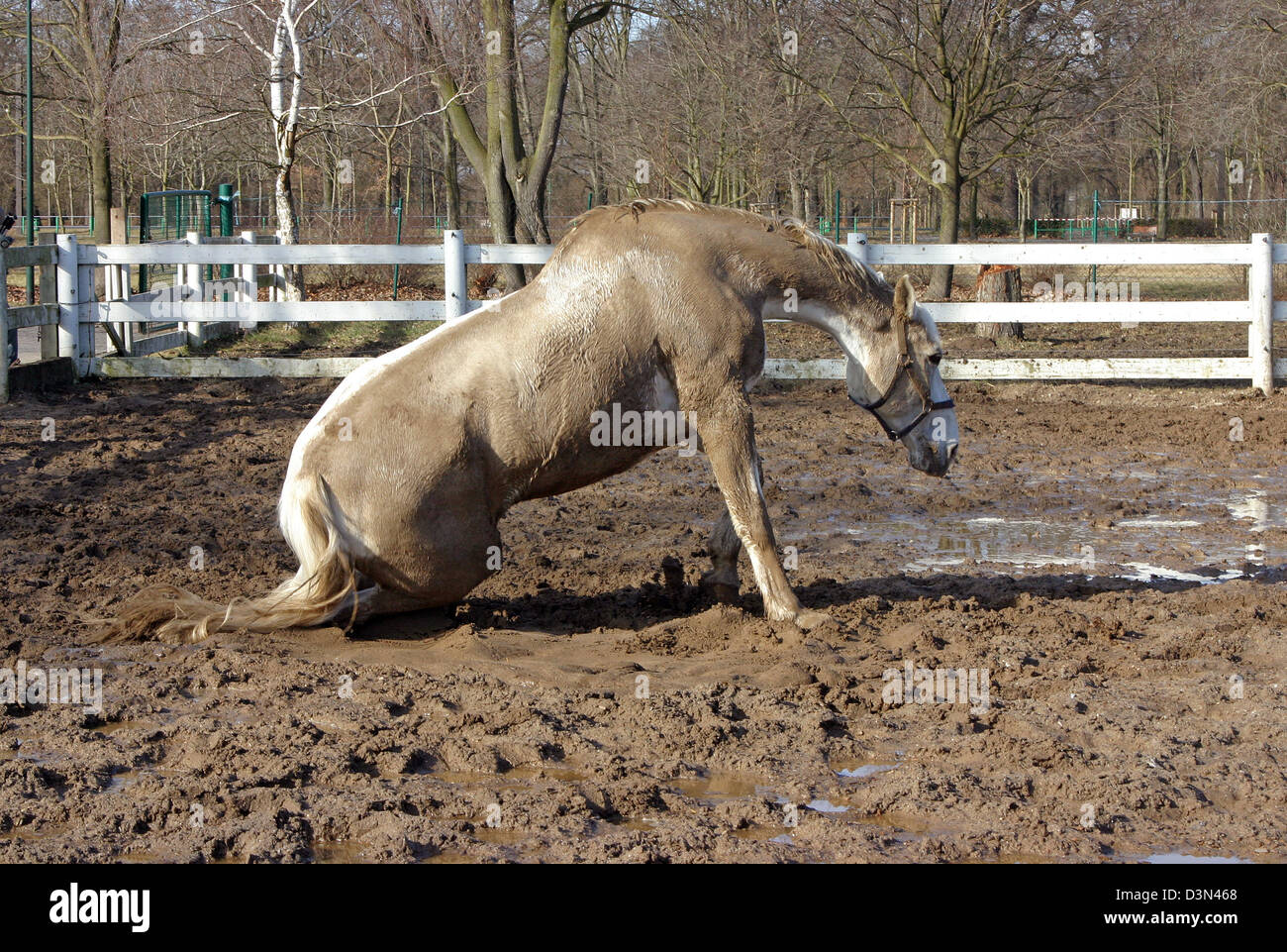Magdeburg, Deutschland, hat Pferd im Schlamm gerollt Stockfoto
