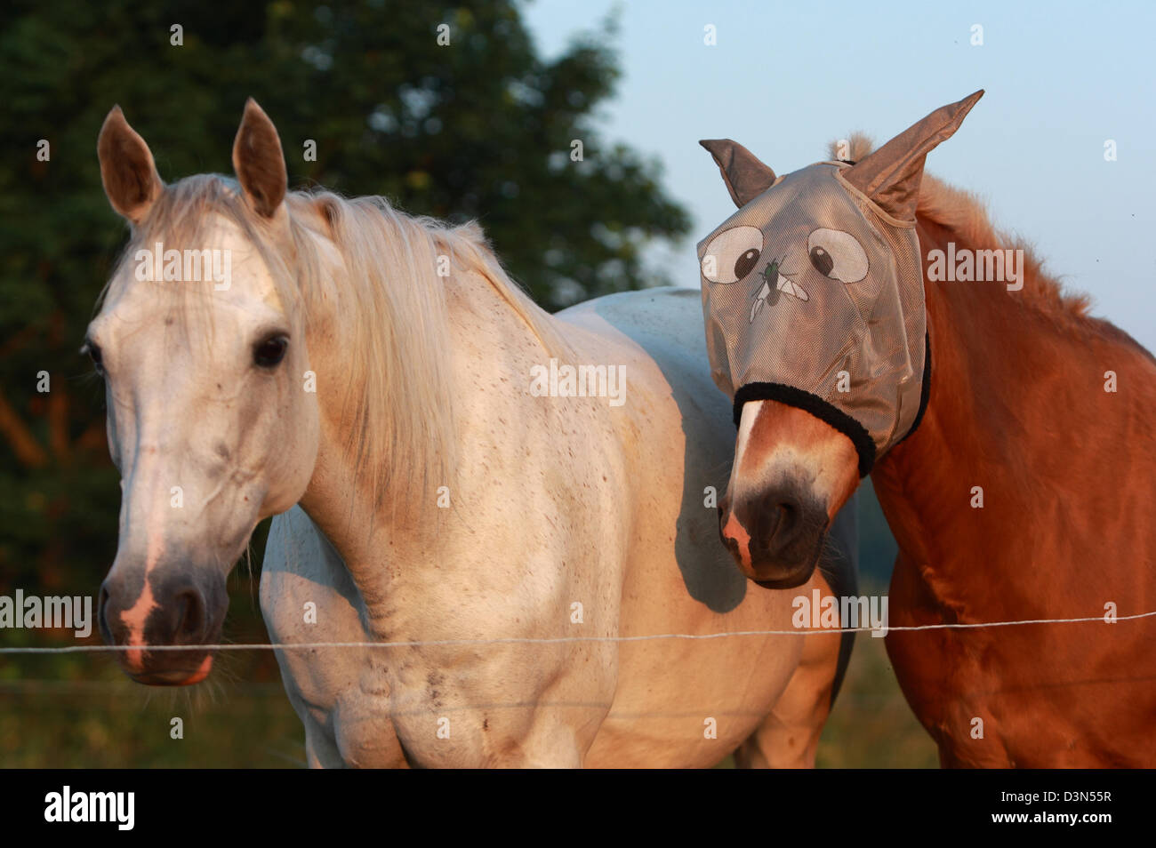 Britz, Deutschland, Pferde auf der Weide am Morgen Portrait Stockfoto