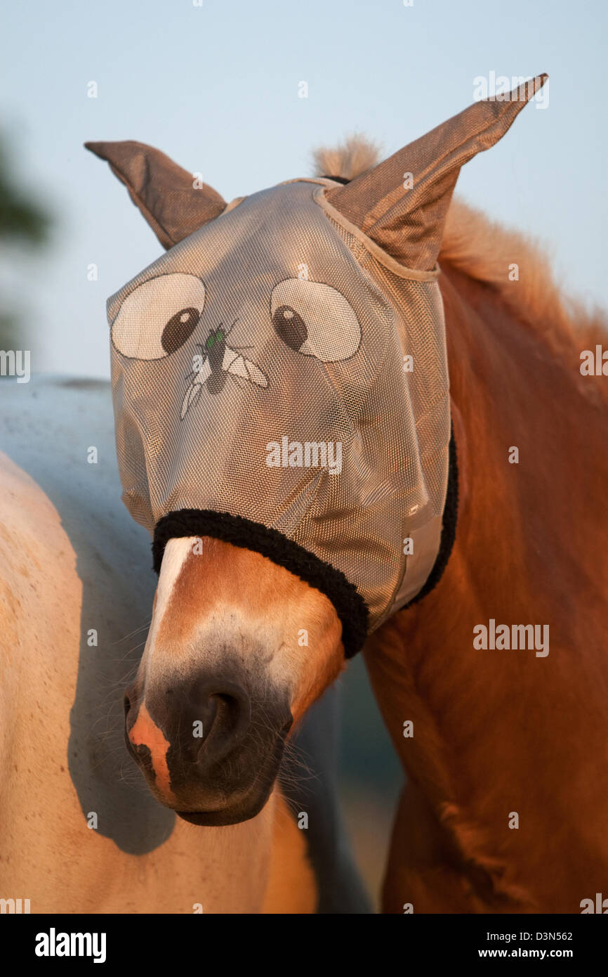 Britz, Deutschland, Pferdefliege Maske im portrait Stockfoto
