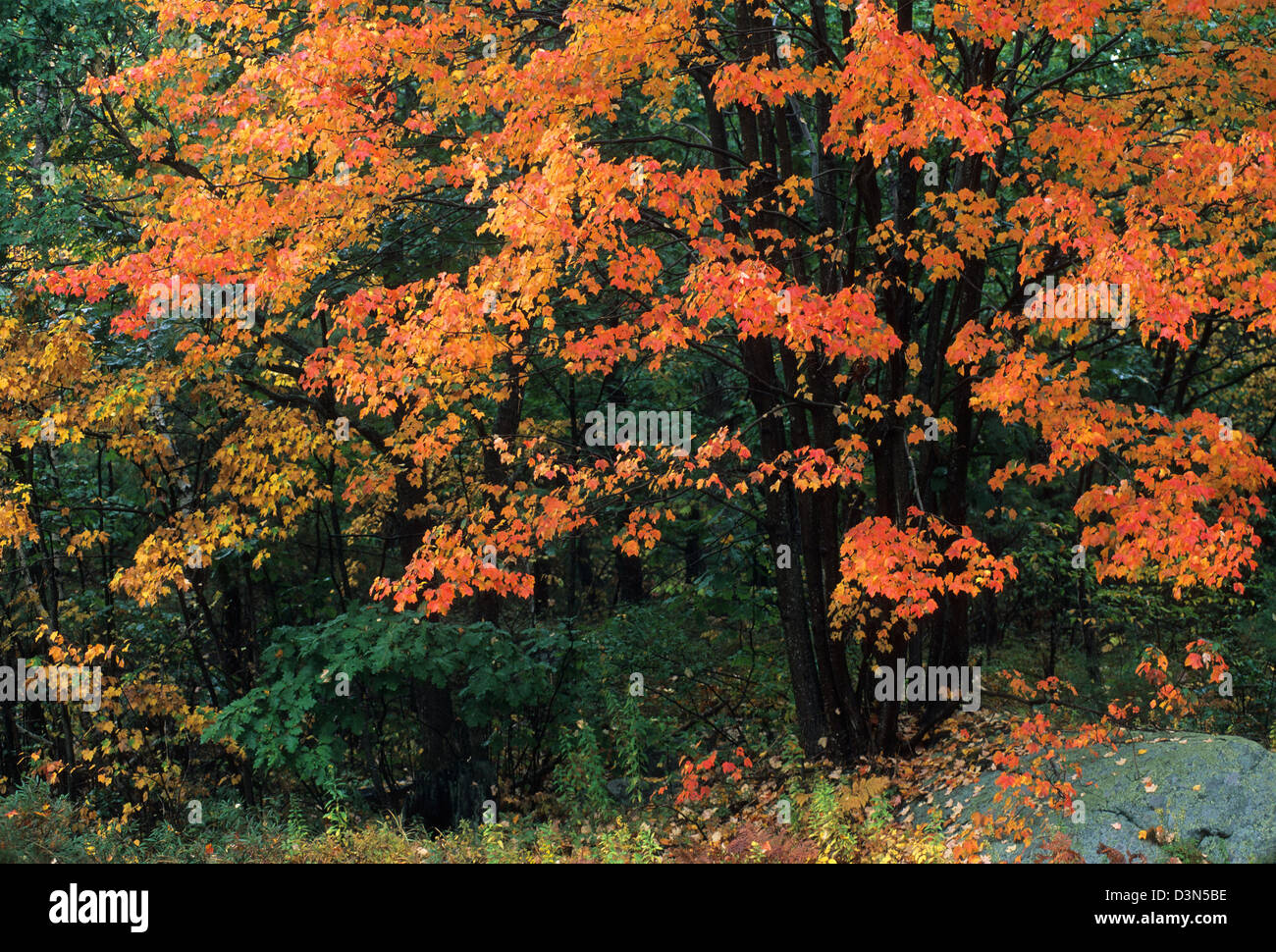 Elk282-2236 Maine, Acadia National Park, Herbstlaub Stockfoto