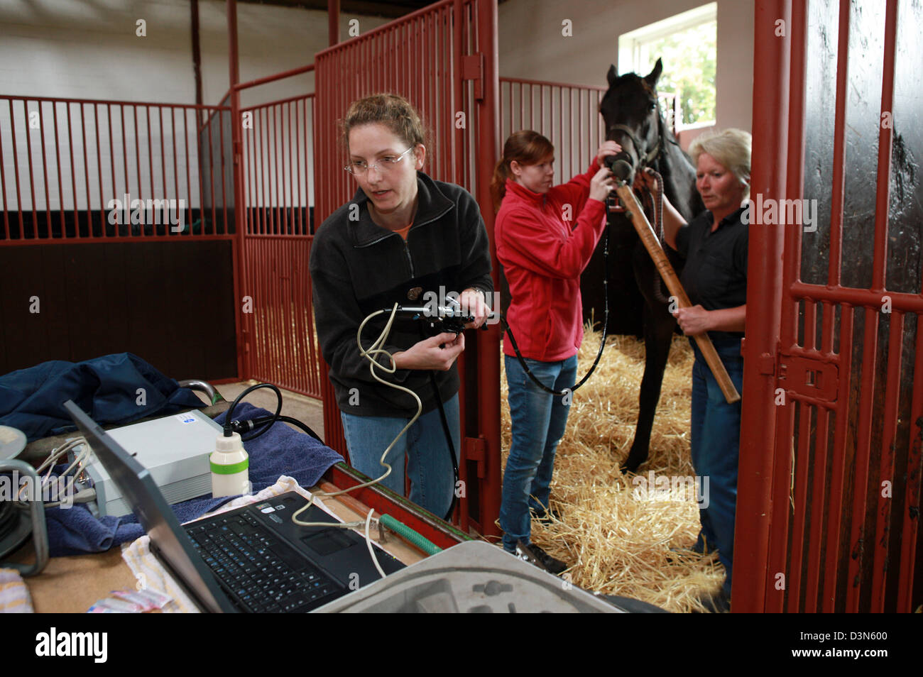 Roedinghausen, Deutschland, ein Pferd Tierarzt Endoskopie Stockfoto