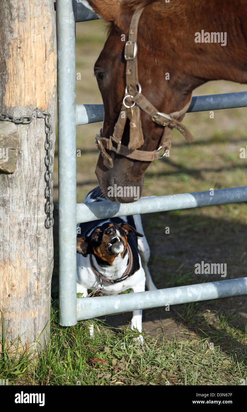 Görlsdorf, Deutschland, der Hund bellt ein Pferd Stockfoto