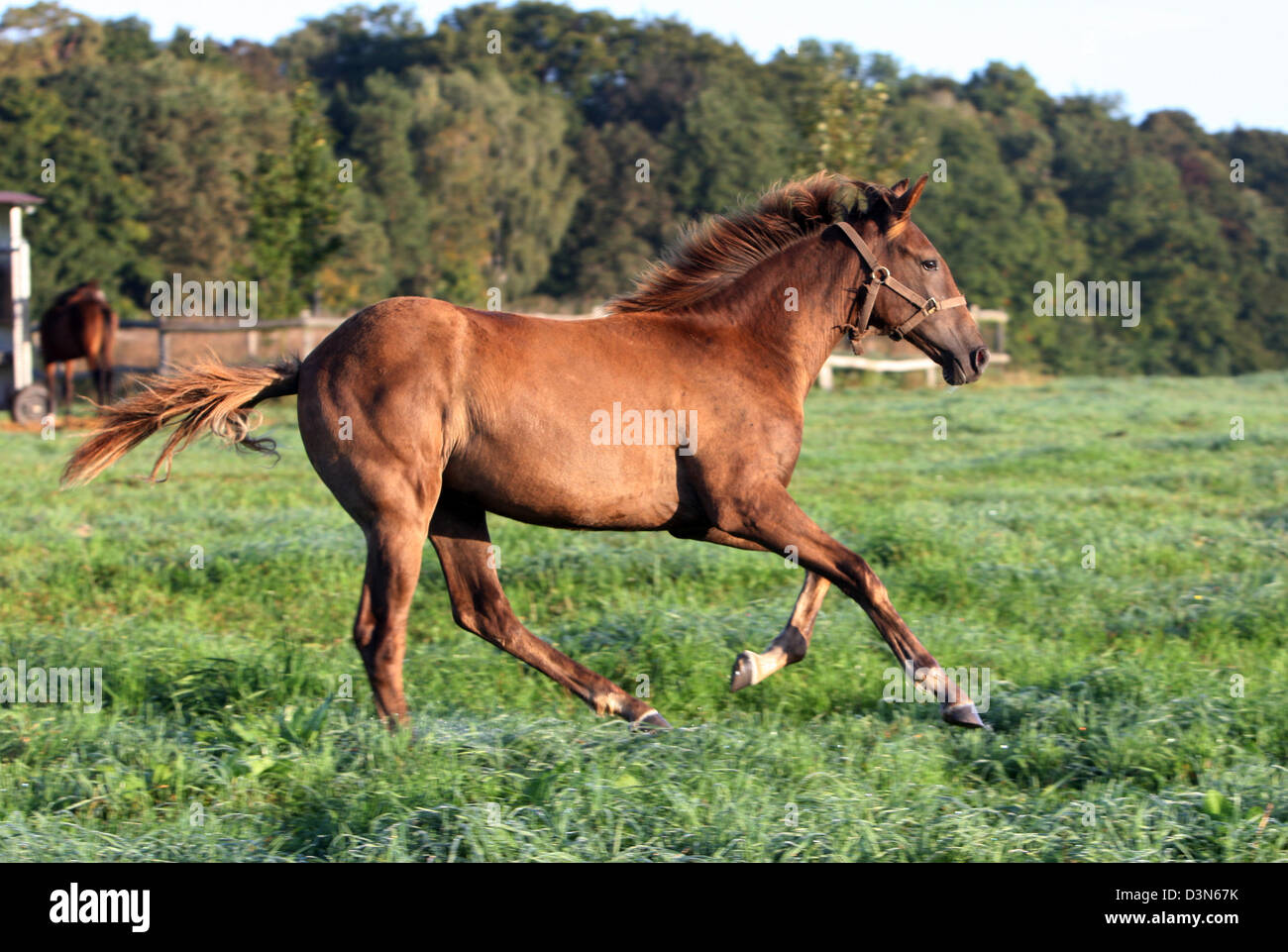 Görlsdorf, Deutschland, Fohlen Galopp auf der Weide Stockfoto