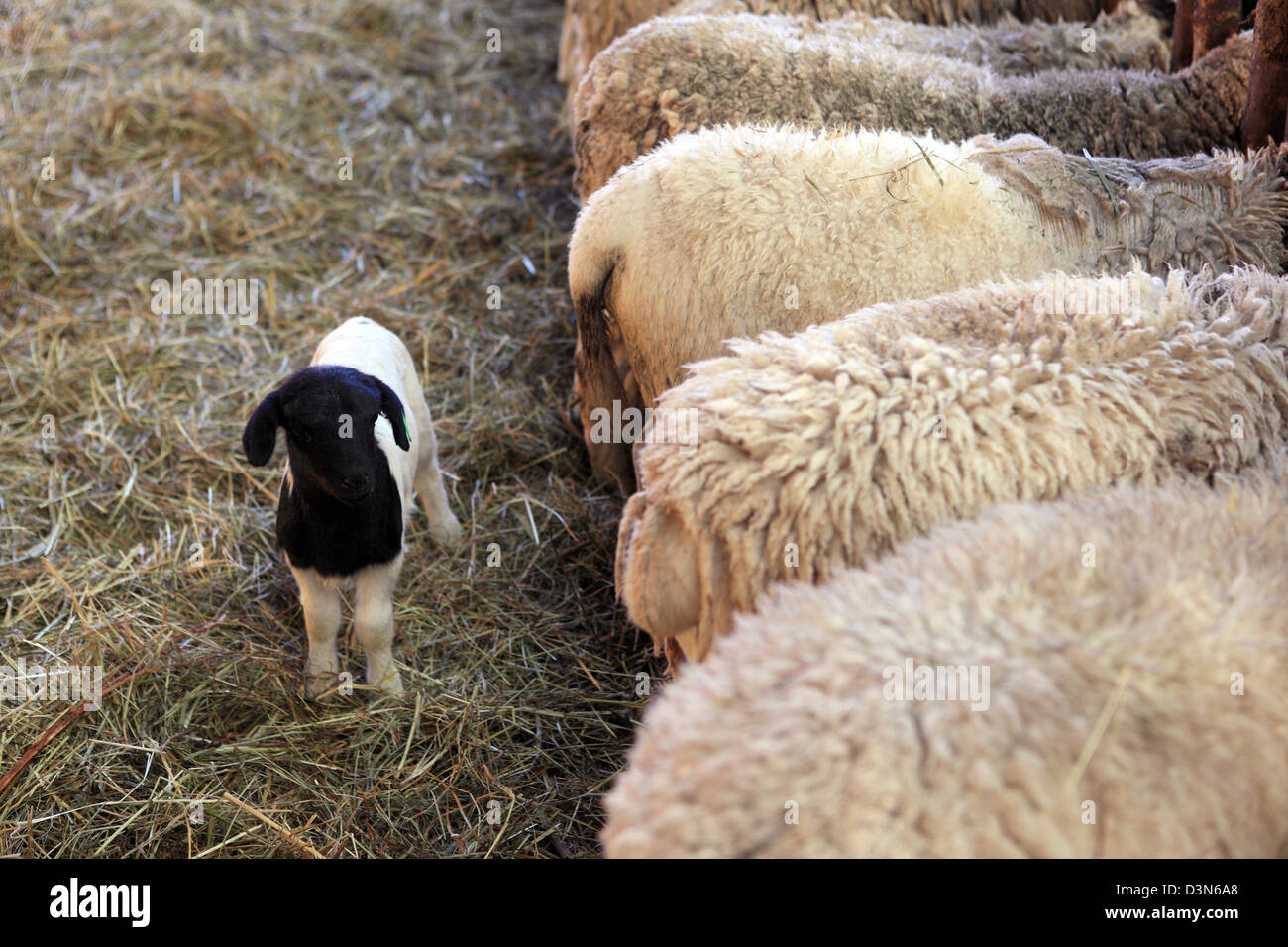 Neu Kätwin, Deutschland, Dorperschafe in einen Laufstall Stockfoto