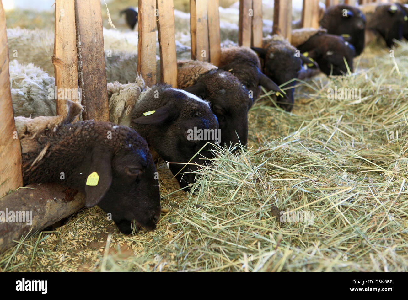 Neu Kätwin, Deutschland, Dorperschafe bei der Nahrungsaufnahme Stockfoto