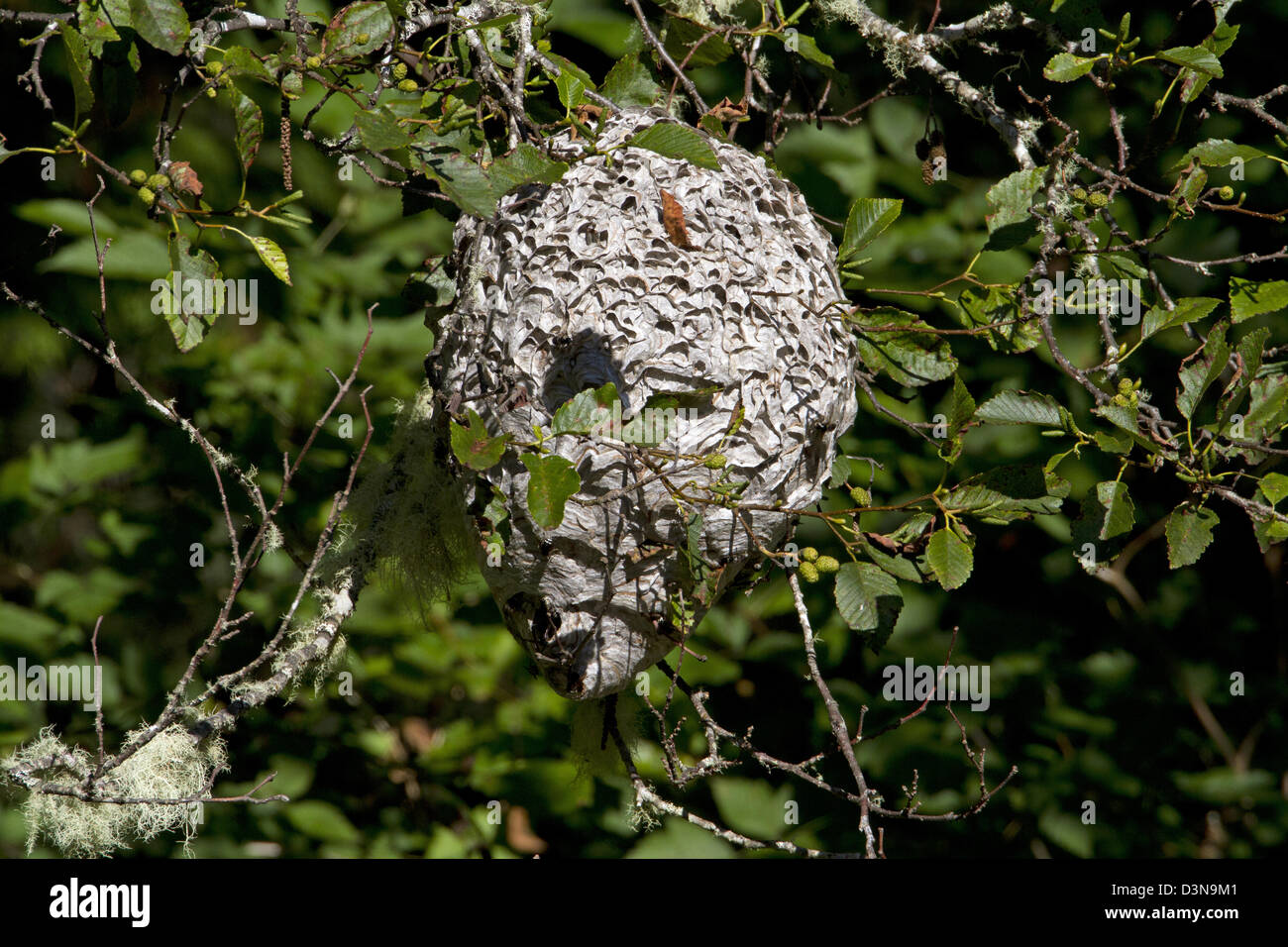 Wasp nest hanging from tree Fotos und Bildmaterial in hoher Auflösung