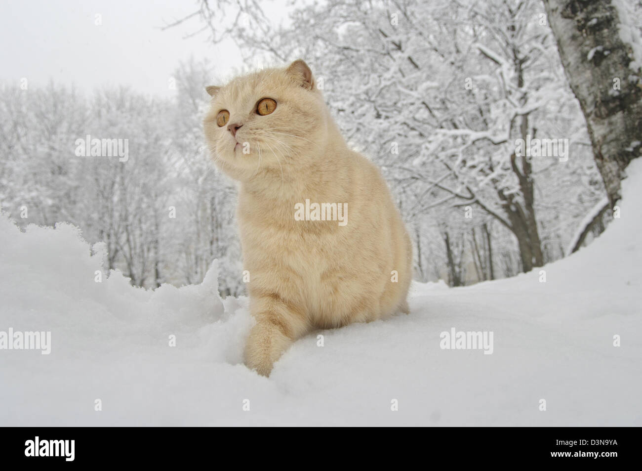 Scottish Fold Katze zu Fuß auf dem Schnee Stockfoto