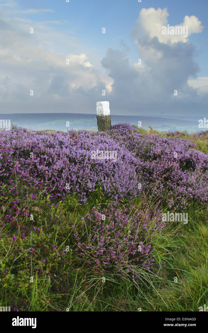 Blühende Heidekraut und weiß lackierten Grenzstein am Castleton Rigg Stockfoto