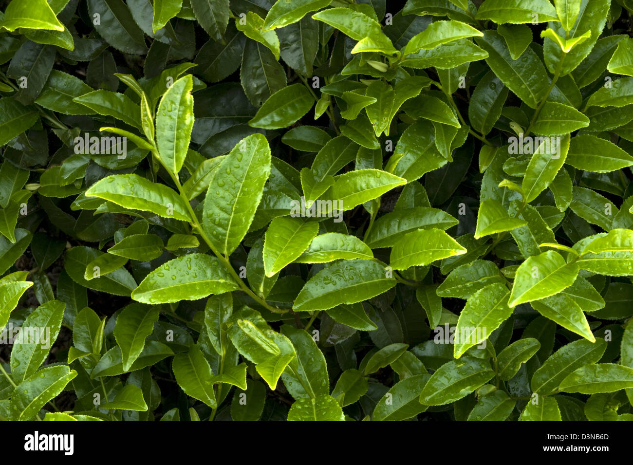 Frische Teeblätter neue grüne auf einem Strauch wächst auf einer Plantage in Makinohara Chabatake Tee Felder der Präfektur Shizuoka, Japan Stockfoto