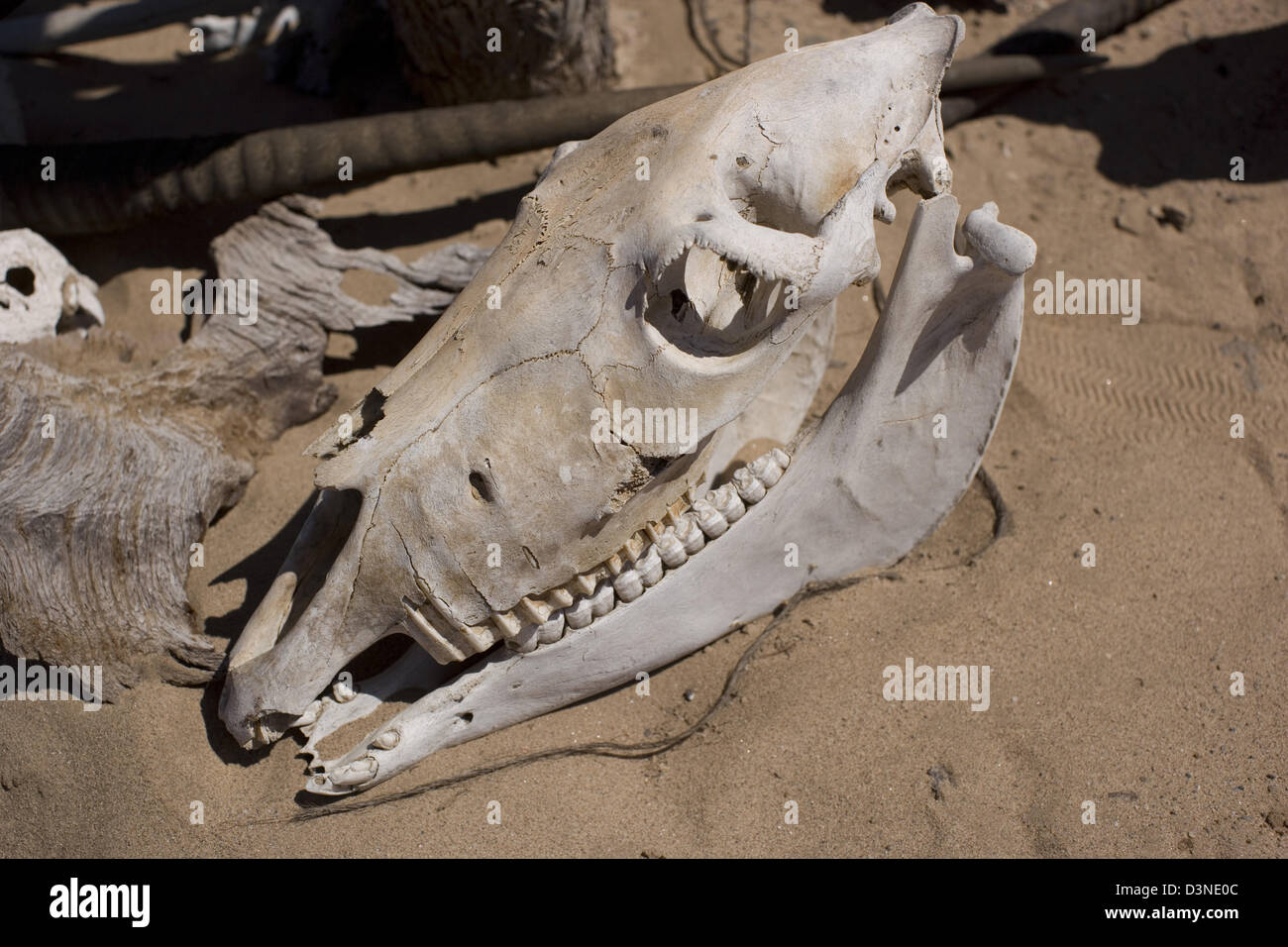 Tierische Schädel in Sand, namibische Wüste Stockfoto