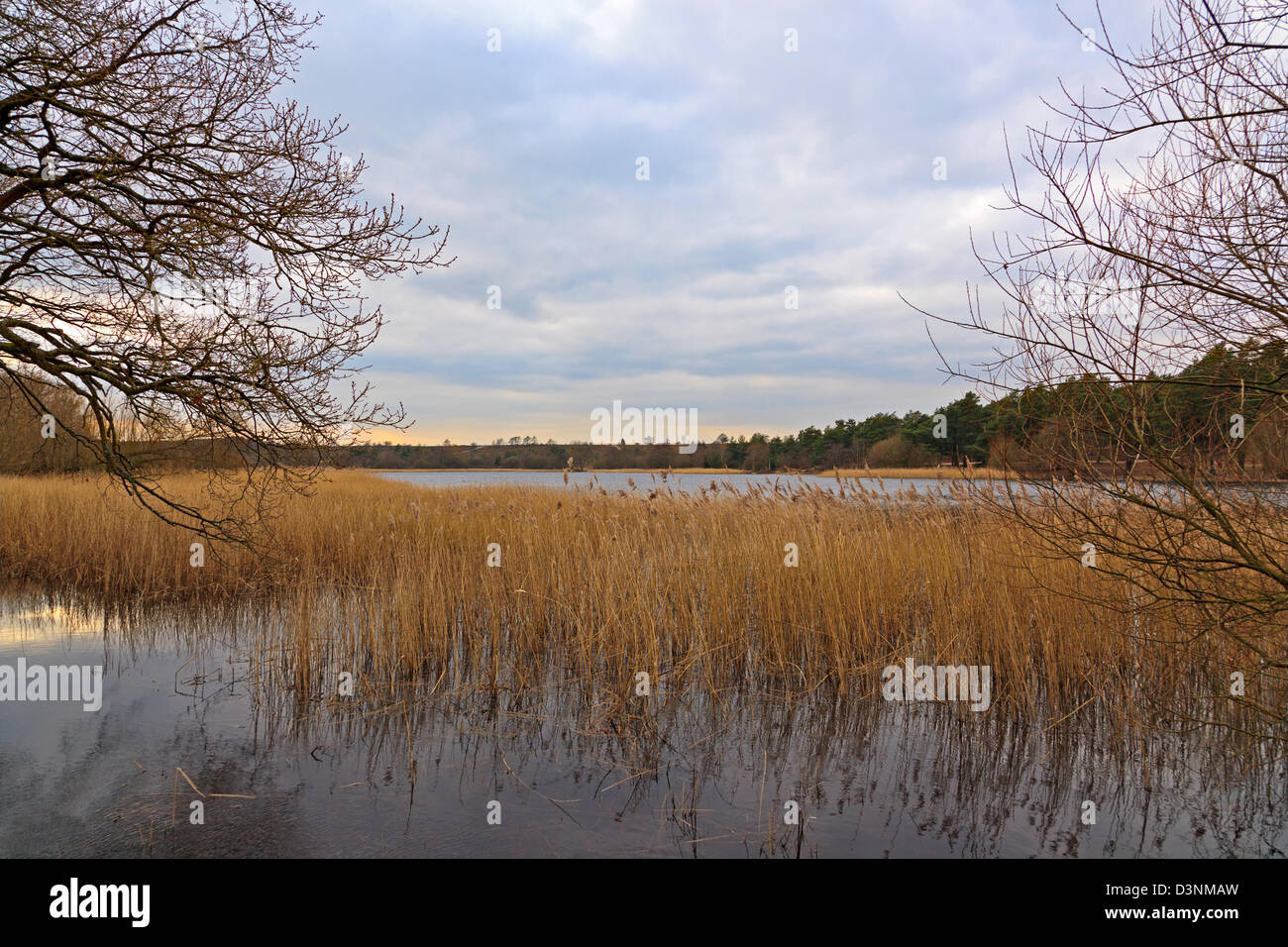 Frensham Teiche in Surrey, England, Blick nach Süden über das Schilf auf der anderen Seite des Sees an einem kalten Februar Morgen. Stockfoto