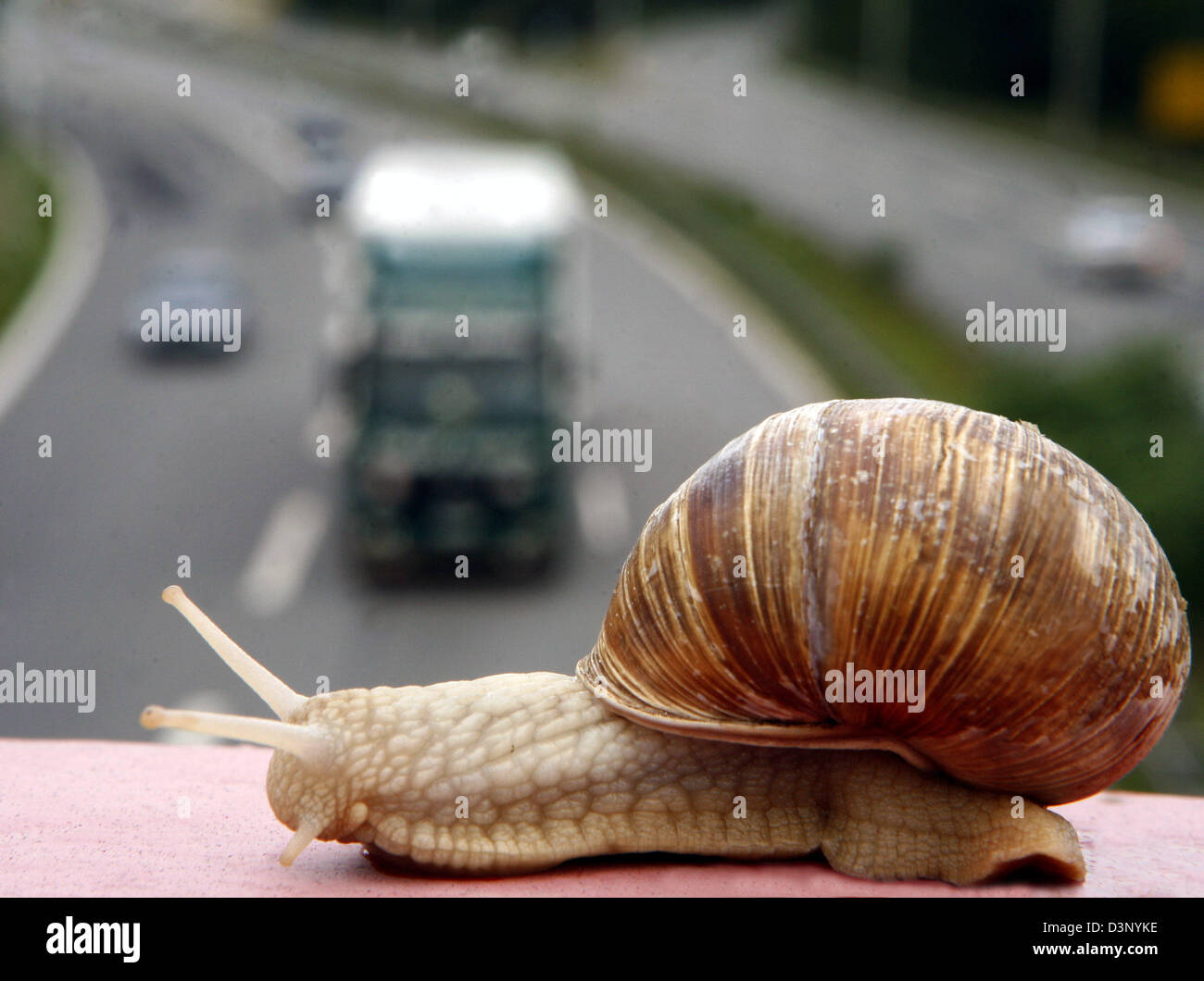 Eine Weinrebe Schnecke kriecht im Schneckentempo auf der Balustrade Opver eine Autobahn in der Nähe von Darmstadt, Deutschland, 6. Juli 2006. Foto: Frank Rumpenhorst Stockfoto