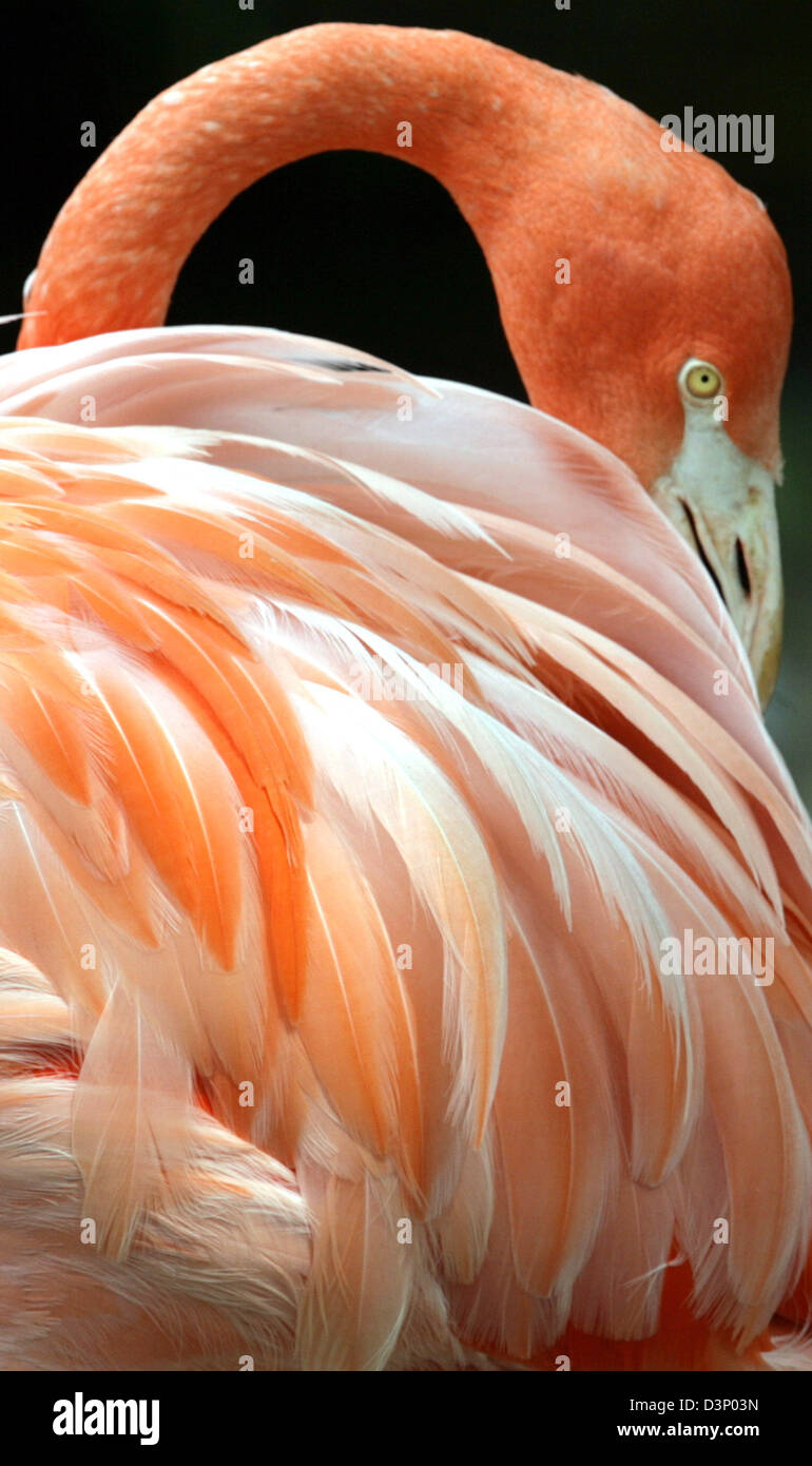 Das Bild zeigt einen Flamingo im Zoo Duisburg, Deutschland, Mittwoch, 26. Juli 2006. Foto: Federico Gambarini Stockfoto