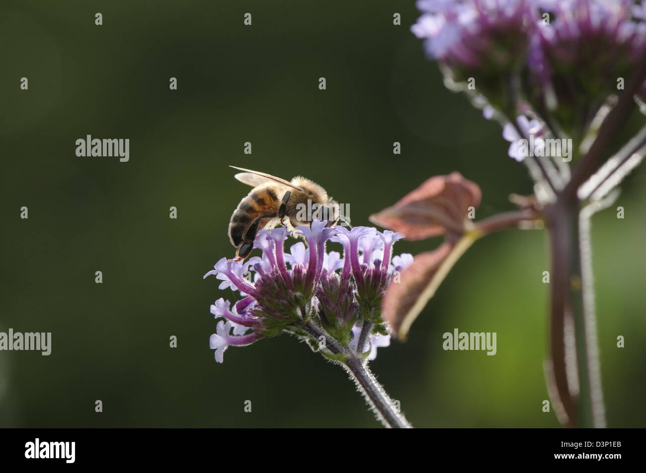 Lila farbigen Blumen, die von einer Biene besucht. Stockfoto