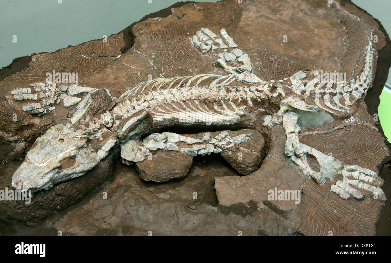 Das grundierte Dinosaurier Fossil (Orobates Pabsti) fotografiert während einer Pressekonferenz im Naturmuseum in Gotha, Deutschland, Freitag, 28. Juli 2006. Das Fossil wurde am "Bromacker" in Deutschland, das ist der wichtigste Ort der Dinosaurier-Funde außerhalb der USA und der Welt am relevantesten für die Permian Periode (299 bis 270 Millionen Jahren) gefunden. Dieses Jahr Wissenschaftler haben f Stockfoto