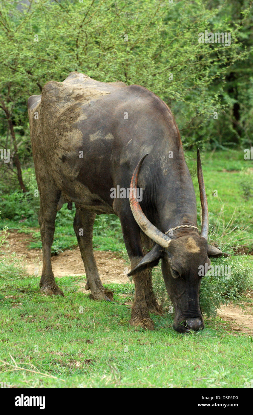 (Dpa-Datei) - das Bild zeigt einen grasenden Wasserbüffel in einem abgelegenen Dorf in der Nähe von Chandrapur, Indien, 2. Juli 2006. Foto: Wolfgang Langenstrassen Stockfoto