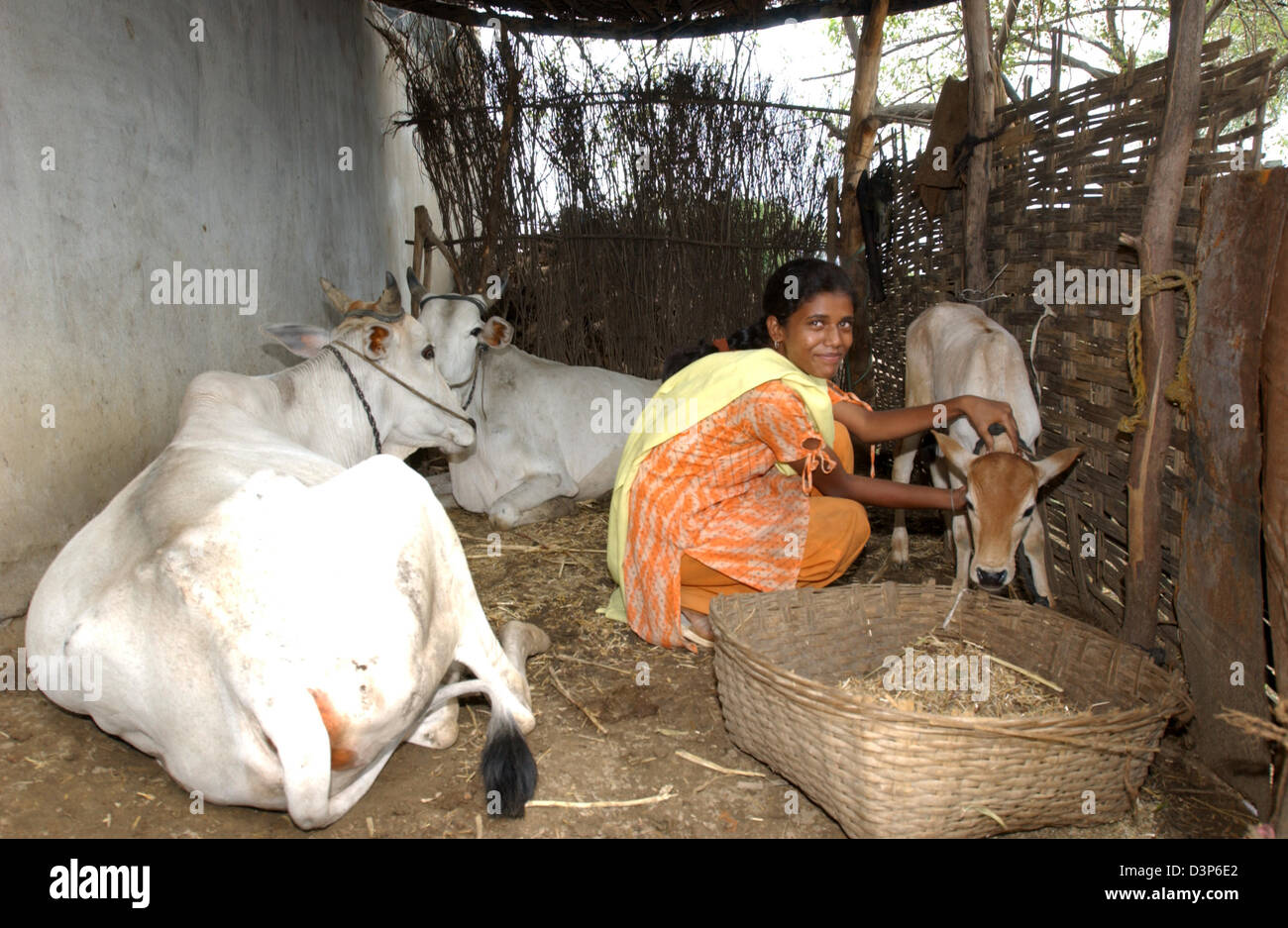 (Dpa-Datei) - ein junges Mädchen streichelt ein Kälbchen, während zwei Kühe auf dem Boden in einem Kuhstall in einem abgelegenen Dorf Chandrapur in Indien, 2. Juli 2006 liegen. Foto: Wolfgang Langenstrassen Stockfoto