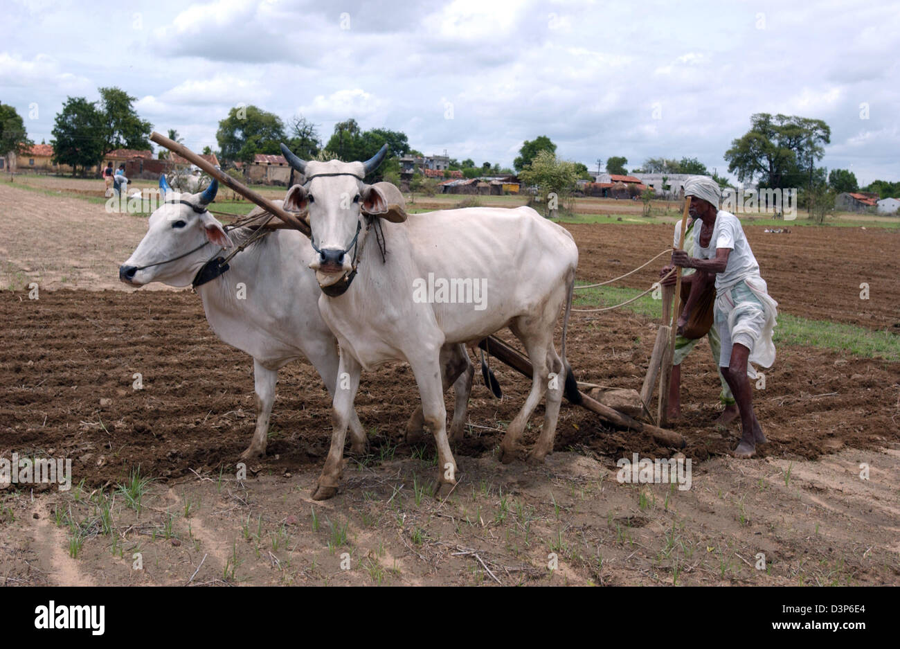 (Dpa-Datei) - ein Bauer sein Feld mit einem archaischen Pflug und zwei Kühe in einem abgelegenen Dorf Chandrapur in Indien, 2. Juli 2006 Kassen. Foto: Wolfgang Langenstrassen Stockfoto