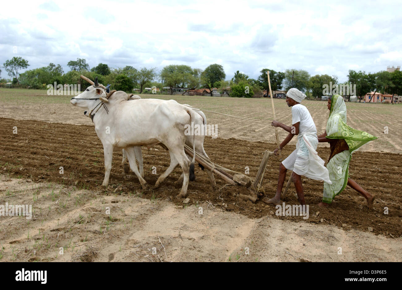 (Dpa-Datei) - ein Farmerand seine Frau bis ihr Feld mit einem archaischen Pflug und zwei Kühe in einem abgelegenen Dorf Chandrapur in Indien, 2. Juli 2006. Foto: Wolfgang Langenstrassen Stockfoto