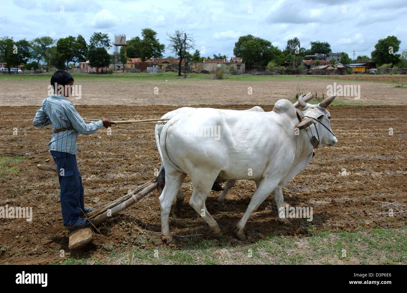 (Dpa-Datei) - Eggen ein kleiner Junge ein Feld mit zwei Kühe, nachdem es Plougehd in einem abgelegenen Dorf in der Nähe von Chandrapur, Indien, 2. Juli 2006 gewesen. Foto: Wolfgang Langenstrassen Stockfoto