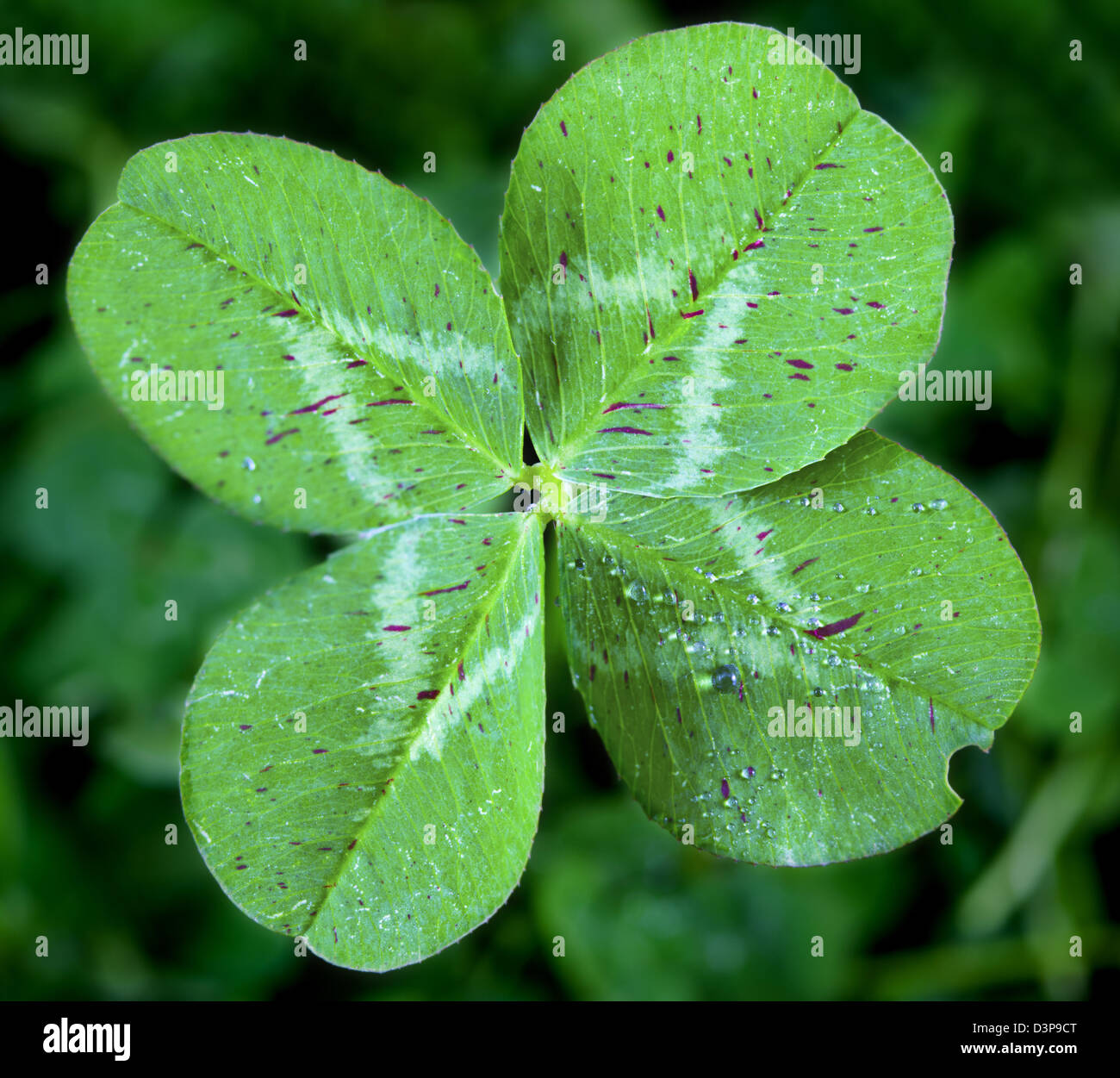 Ein Makro erschossen von einem detaillierten vierblättriges Kleeblatt. Stockfoto