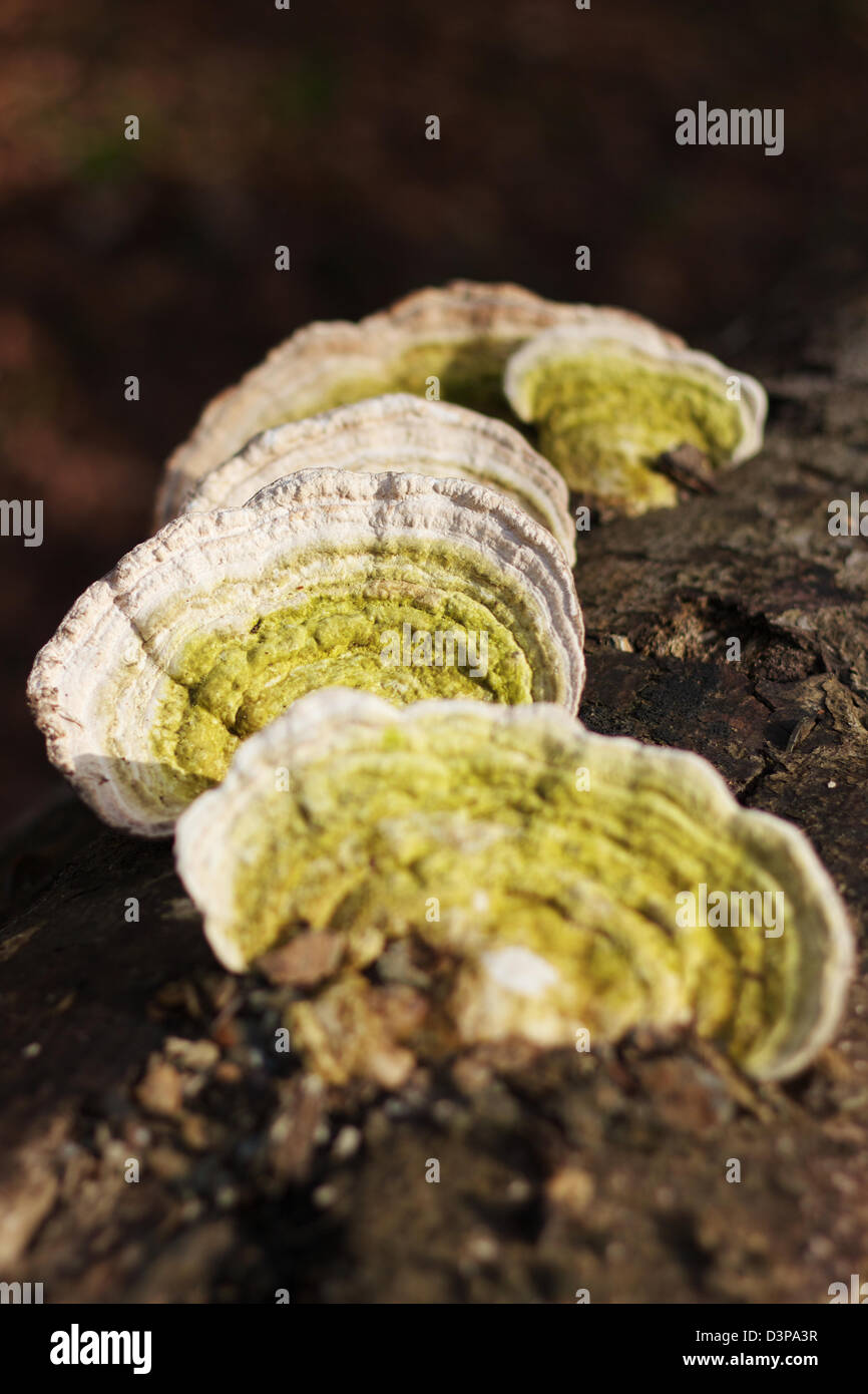 Zeichen des Frühlings aus Cornwall Stockfoto
