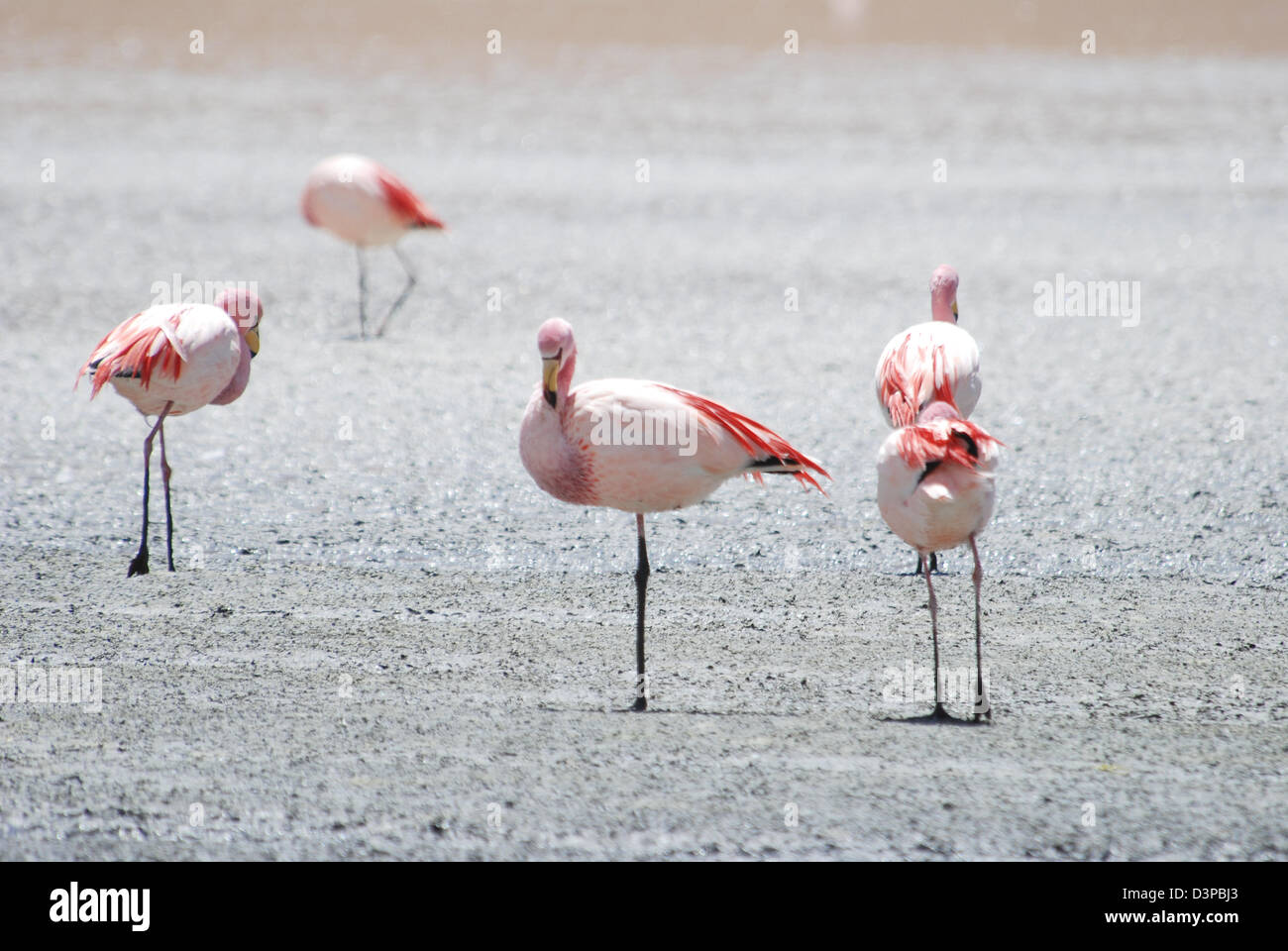 Flamingos in der Laguna Hedionda, Bolivien Stockfoto