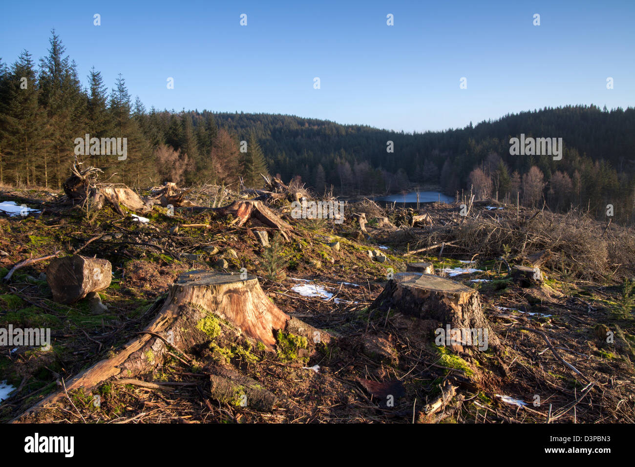 Gummers wie Forstbetriebe, Nadel-Baum Fällen im Vereinigten englischen Lake District. Stockfoto