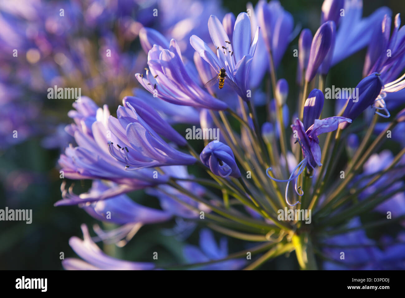 Nahaufnahme der Fliege an Agapanthus Africanus Blume. Stockfoto