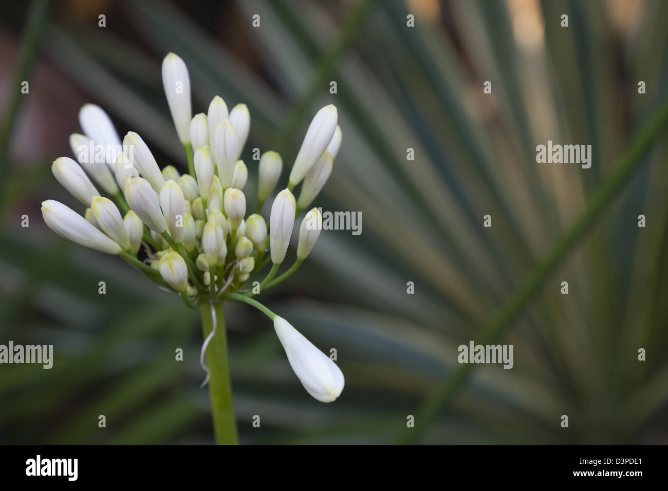 Nahaufnahme von weiße Agapanthus Knospen. Stockfoto