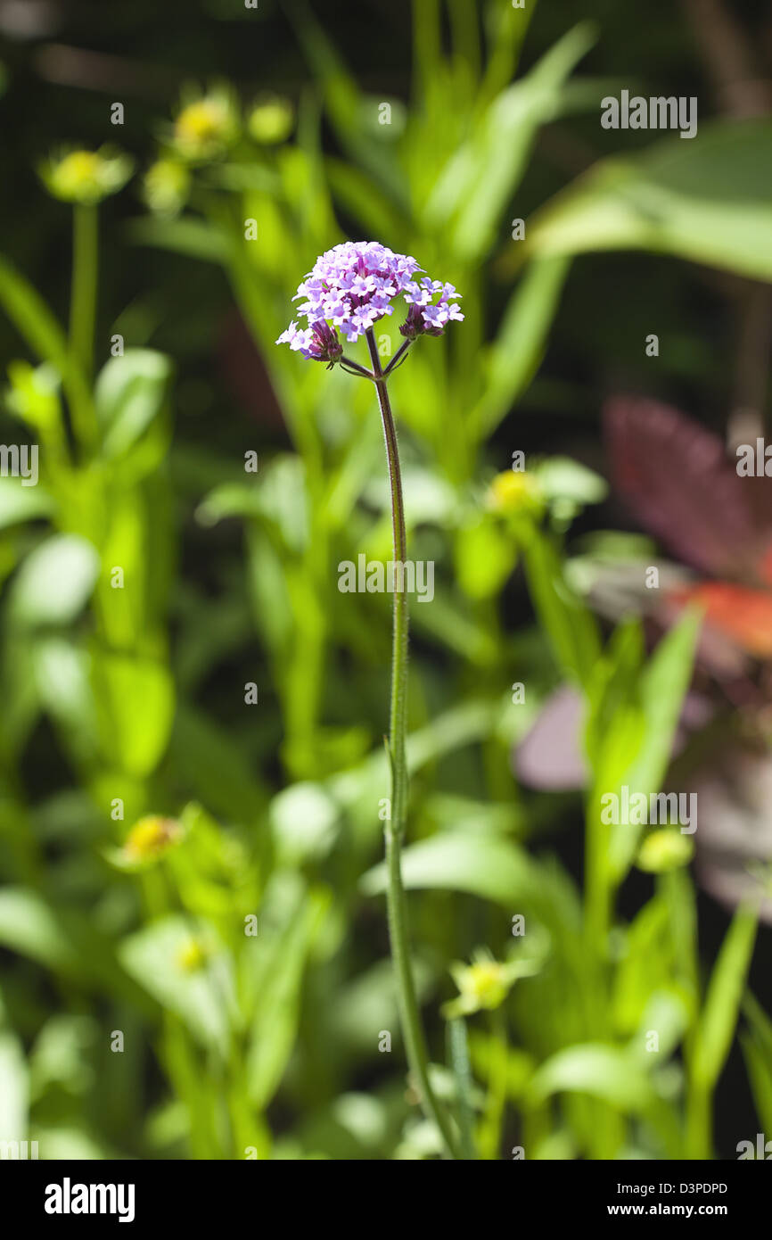 Cose, Verbena Bonariensis Blume. Stockfoto