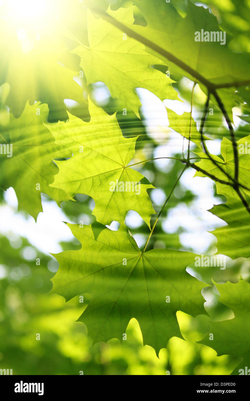 Zweig der frische grüne Ahorn und Sonnenlicht Reflexion im abstrakten Wasser mit Wellen Stockfoto