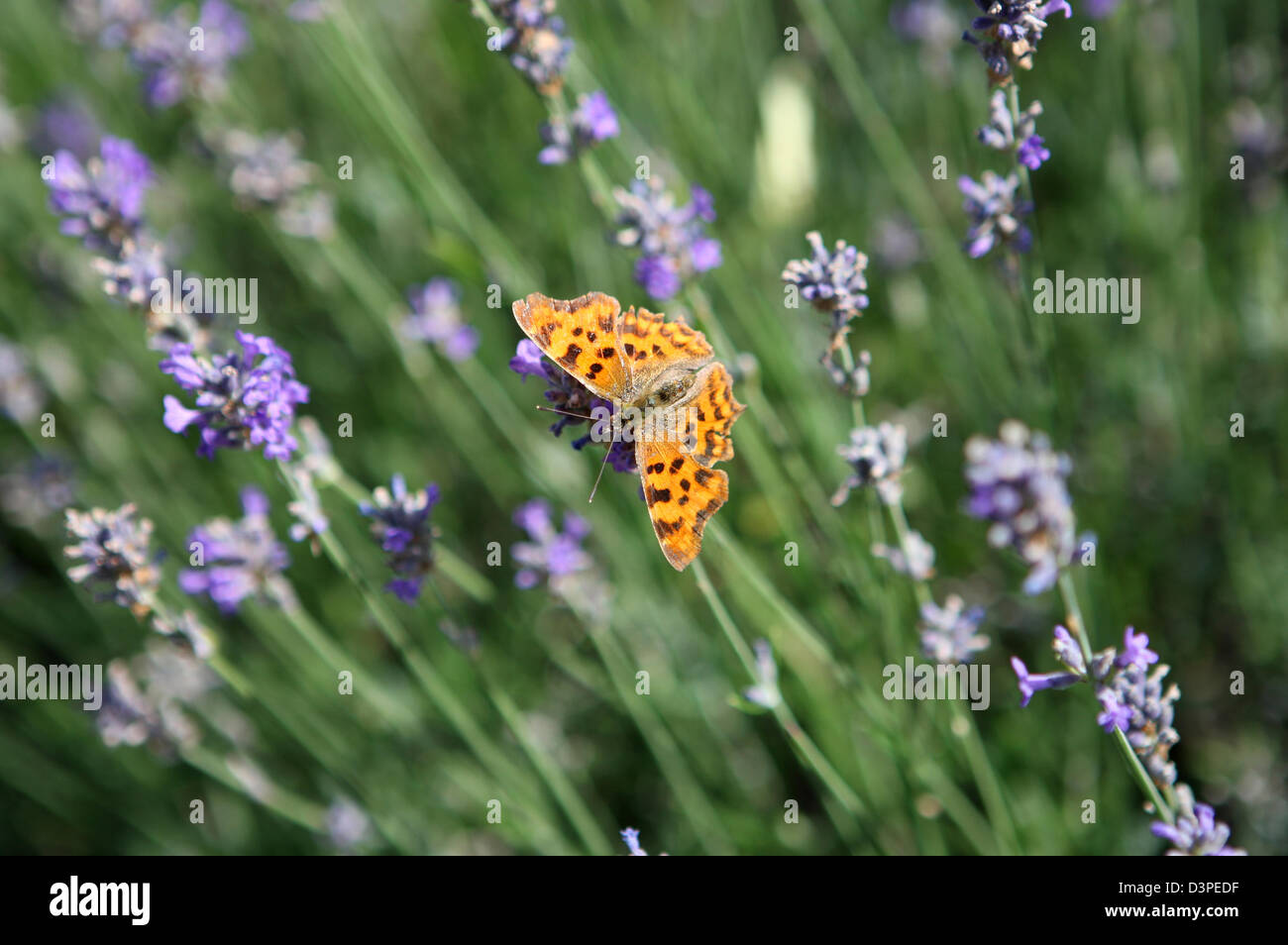 Comma Schmetterling ruht oder füttert auf englischen Lavendelblüten Stockfoto
