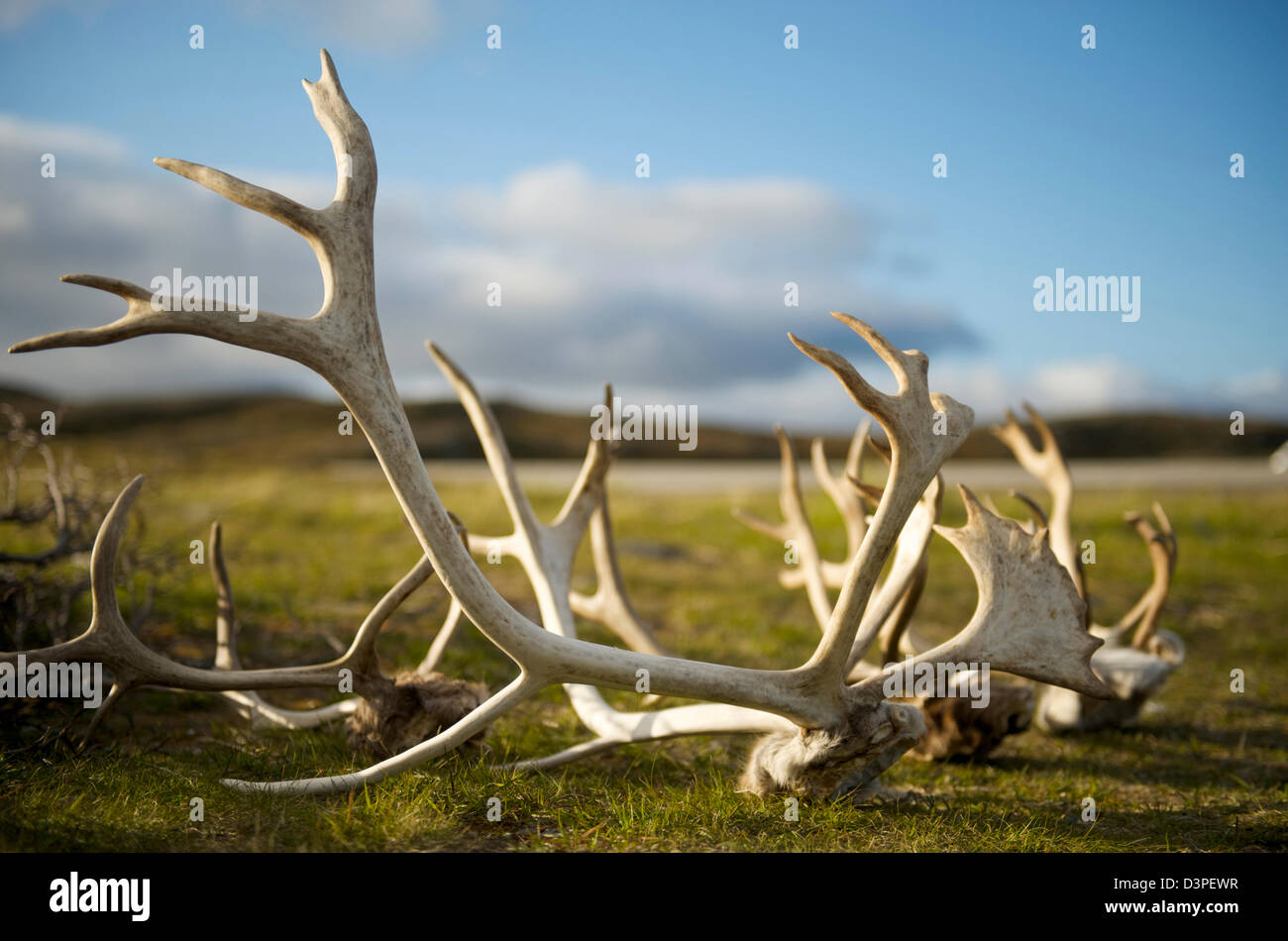 Rentiere Reiten Stockfotos und -bilder Kaufen - Alamy