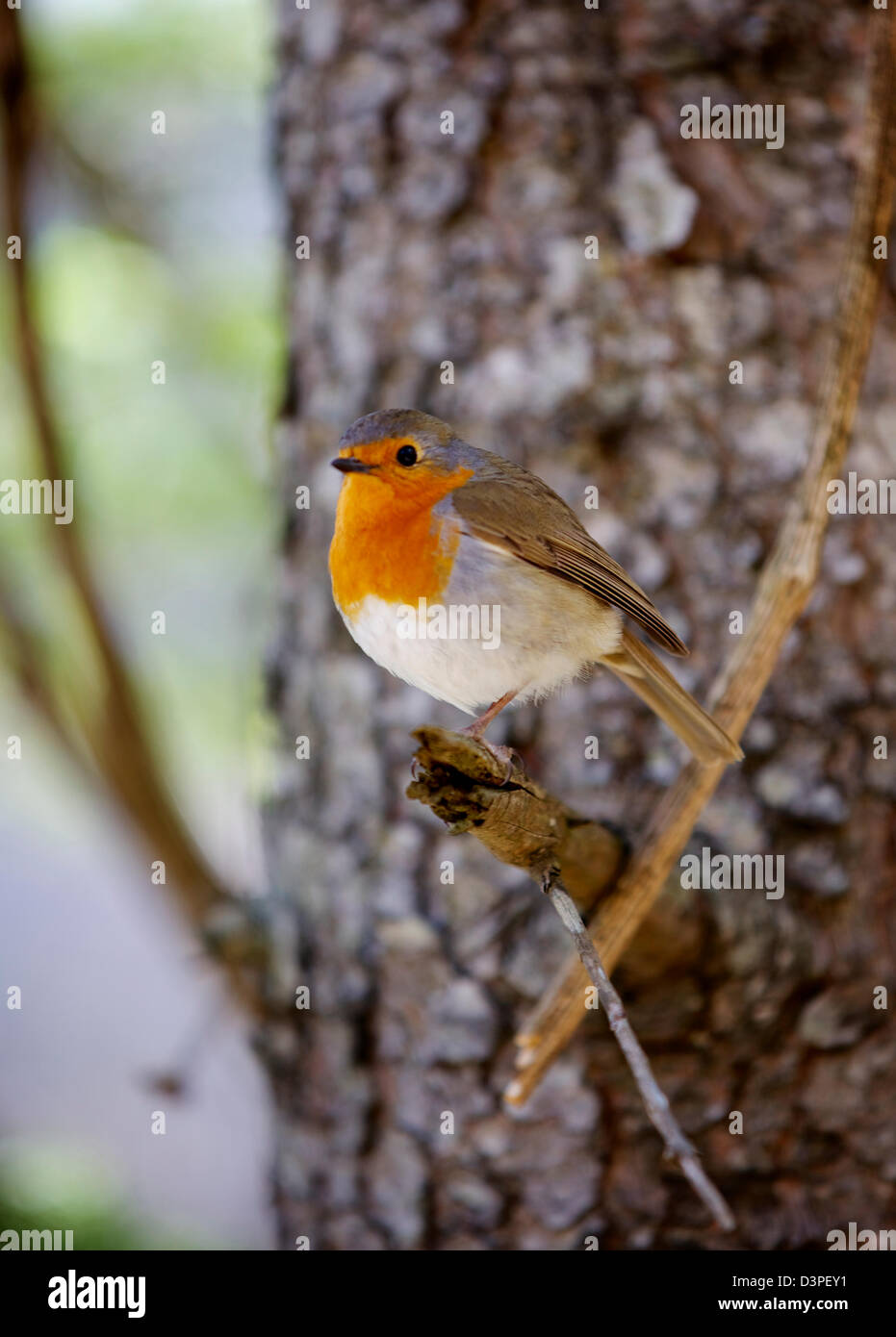 Robin thront auf einem Zweig, Nationalpark Plitvicer Seen, Plitvice, Kroatien, Europa Stockfoto