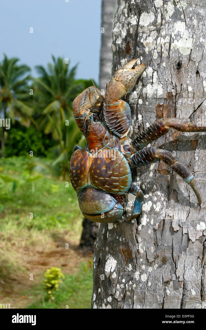 Coconut Crab, Birgus Latro, größte der Einsiedlerkrebs Familie so viel wie sechs Pfund, Aitutaki, Cook-Inseln zu erreichen. Stockfoto