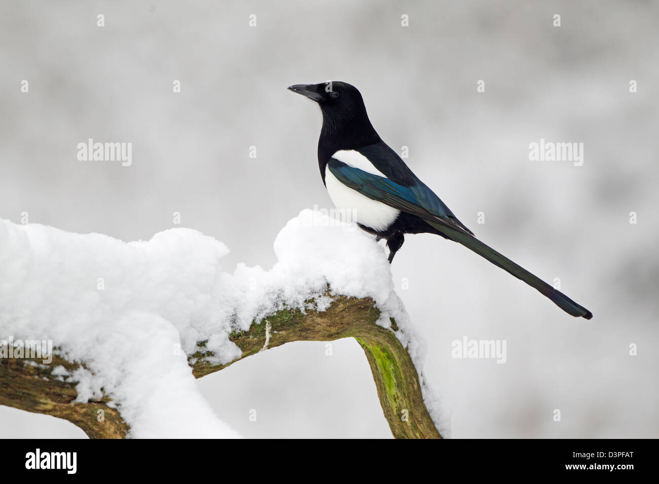 Gemeinsamen Elster auf Schnee bedeckten Ast Stockfoto