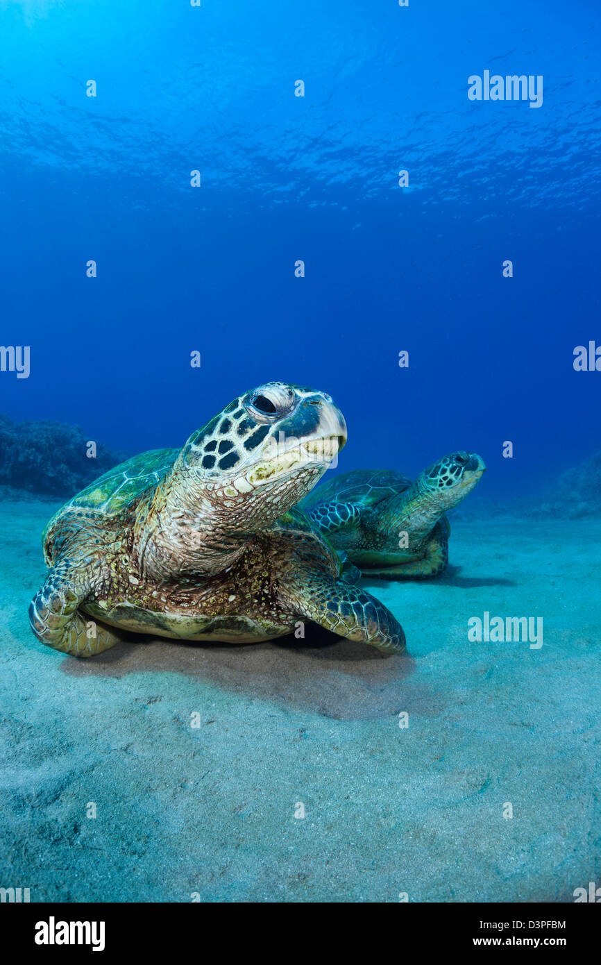 Ein paar grüne Meeresschildkröten, Chelonia Mydas, eine bedrohte Art, ruhen auf einem sandigen Boden aus West Maui, Hawaii. Stockfoto