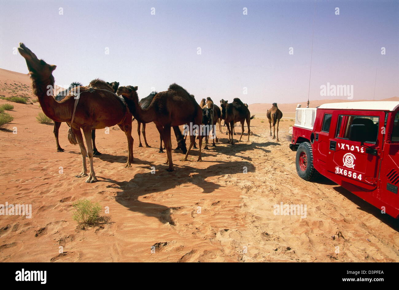 Kamele grasen auf spärliche Vegetation in die extreme Hitze und massiven roten Dünen in der Nähe von Shaybah Gas Öl Trennung Pflanze (GOSP). Stockfoto