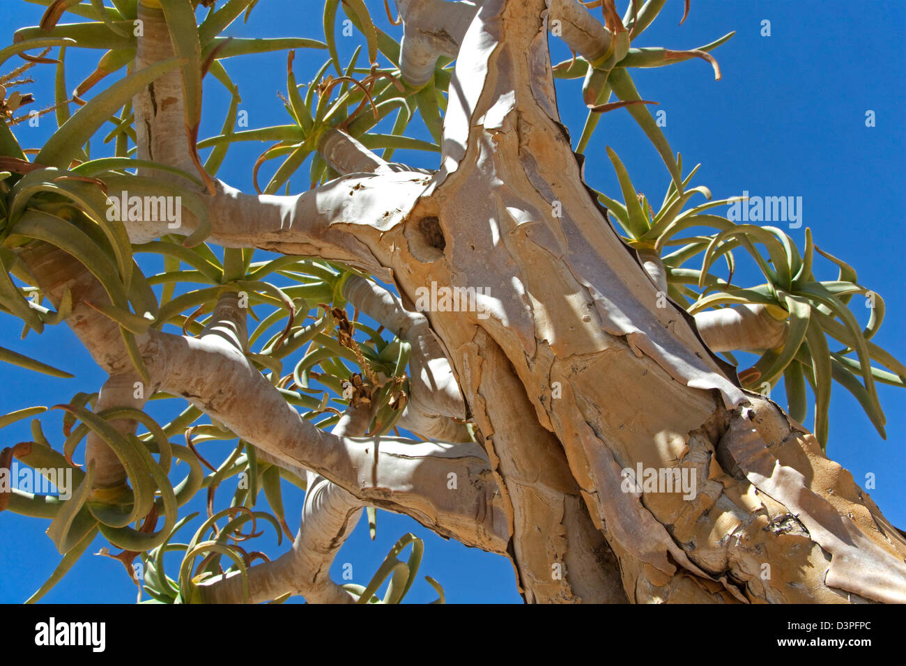 Köcherbaum / Kokerboom (Aloe Dichotoma) am Fish River Canyon, Namibia, Südafrika Stockfoto