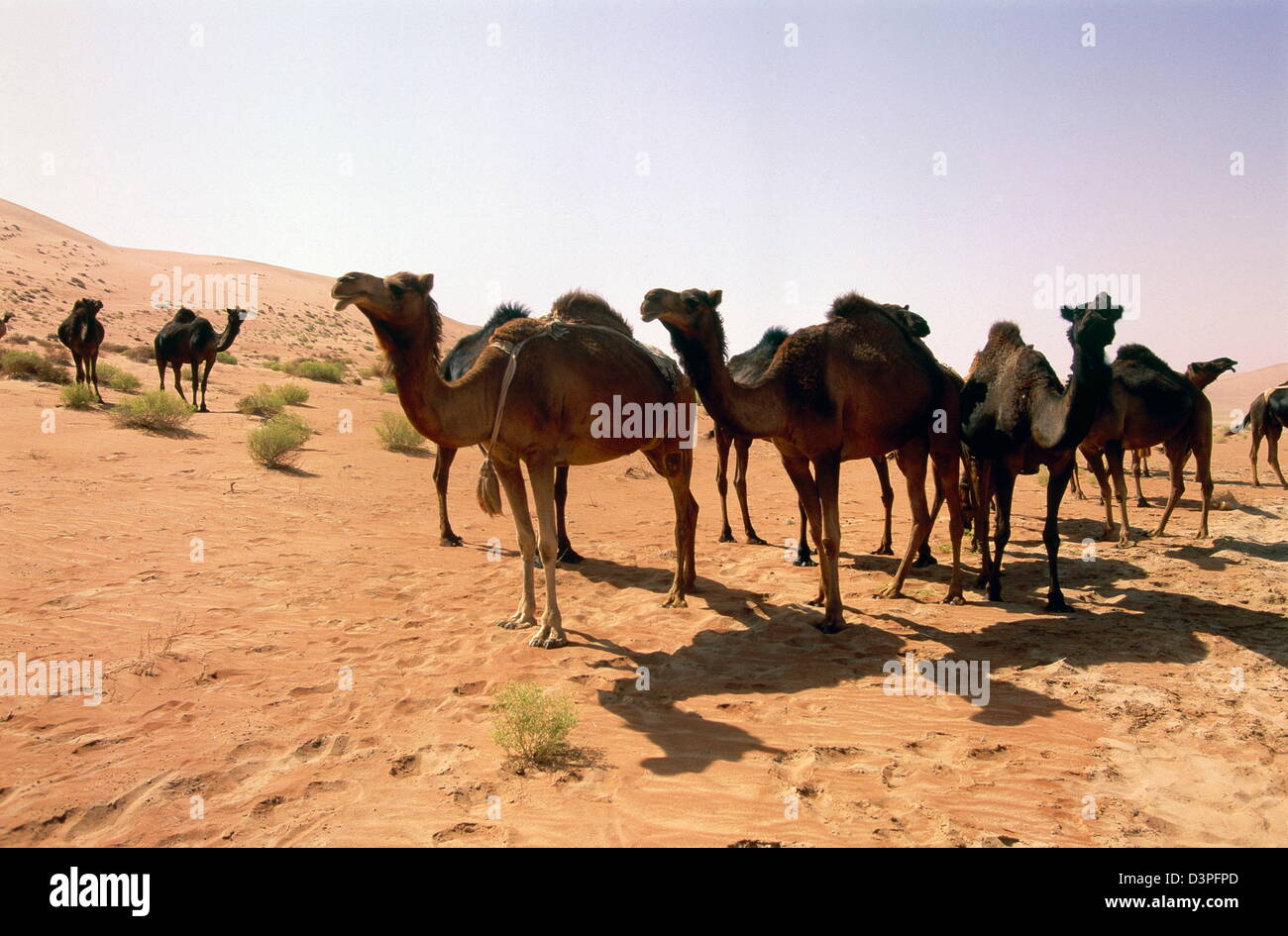 Kamele grasen auf spärliche Vegetation in die extreme Hitze und massiven roten Dünen in der Nähe von Shaybah Gas Öl Trennung Pflanze (GOSP). Stockfoto