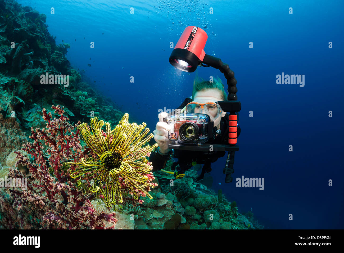 Ein Taucher mit einer kleinen Kamera-System schießen reiht sich auf einem Crinoid und Weichkorallen auf einem indonesischen Riff. Stockfoto