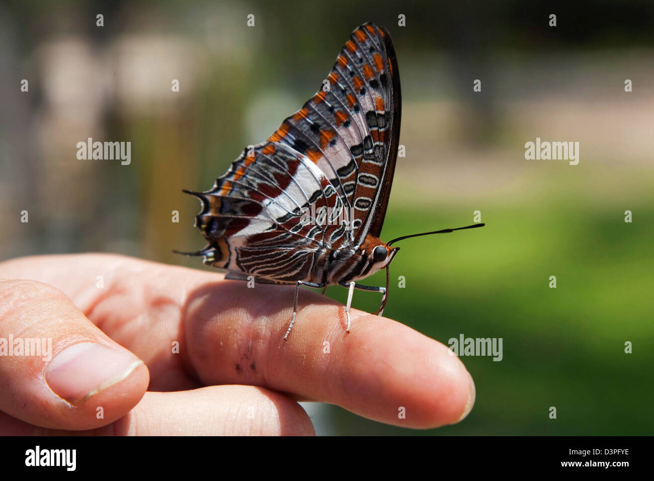 Zweiseitige Pascha / Foxy Kaiser (Charaxes Jasius) am Finger, Etosha Nationalpark, Namibia, Südafrika Stockfoto