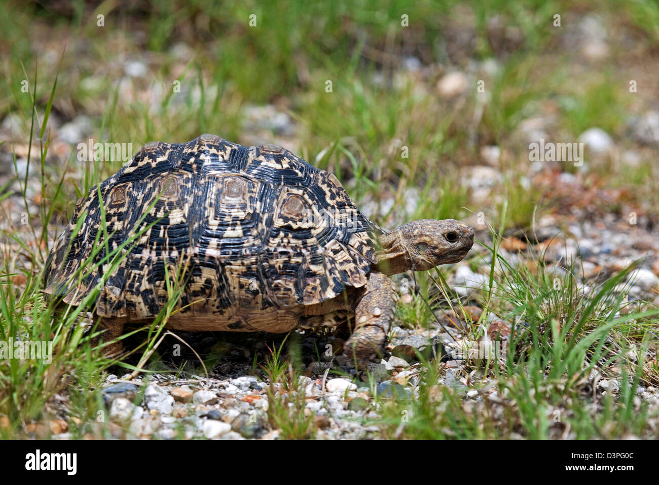 Pantherschildkröte (Stigmochelys Pardalis) im Etosha Nationalpark, Namibia, Südafrika Stockfoto